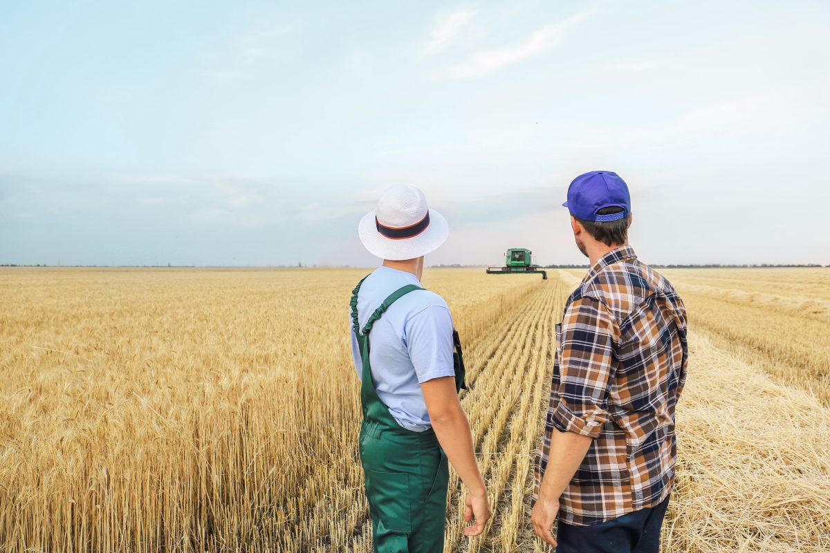 Male Farmers Working In Wheat Field