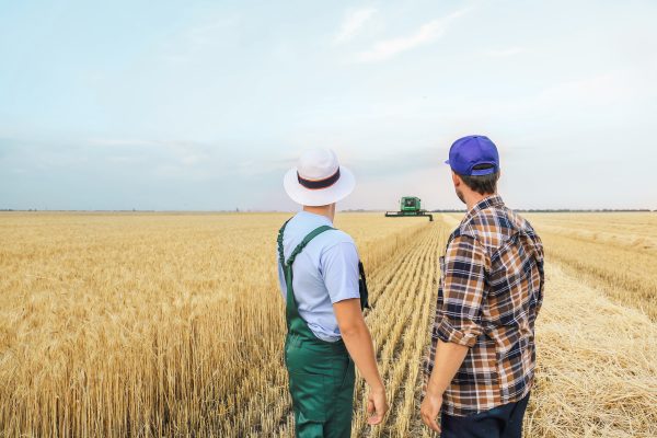 Male Farmers Working In Wheat Field